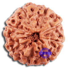 Load image into Gallery viewer, 8 Mukhi Rudraksha from Indonesia - Bead No. 230
