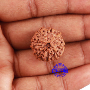 8 Mukhi Rudraksha from Indonesia - Bead No. 230