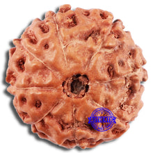 Load image into Gallery viewer, 8 Mukhi Rudraksha from Indonesia - Bead No. 232
