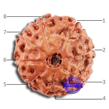 Load image into Gallery viewer, 8 Mukhi Rudraksha from Indonesia - Bead No. 232
