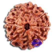 Load image into Gallery viewer, 8 Mukhi Rudraksha from Indonesia - Bead No. 232
