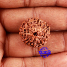 Load image into Gallery viewer, 8 Mukhi Rudraksha from Indonesia - Bead No. 232
