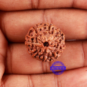 8 Mukhi Rudraksha from Indonesia - Bead No. 232