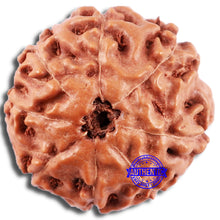 Load image into Gallery viewer, 8 Mukhi Rudraksha from Indonesia - Bead No. 234
