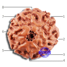 Load image into Gallery viewer, 8 Mukhi Rudraksha from Indonesia - Bead No. 234
