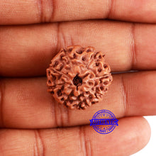 Load image into Gallery viewer, 8 Mukhi Rudraksha from Indonesia - Bead No. 234
