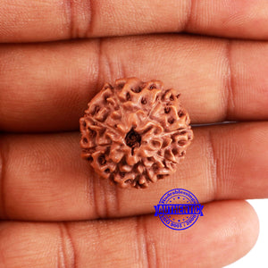 8 Mukhi Rudraksha from Indonesia - Bead No. 234