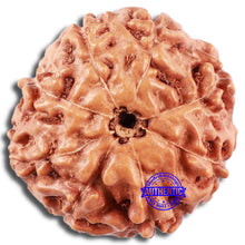 Load image into Gallery viewer, 8 Mukhi Rudraksha from Indonesia - Bead No. 2
