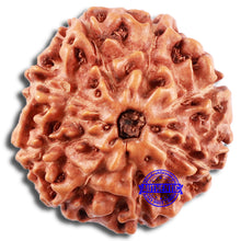 Load image into Gallery viewer, 8 Mukhi Rudraksha from Indonesia - Bead No. 2
