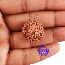 Load image into Gallery viewer, 8 Mukhi Rudraksha from Indonesia - Bead No. 2
