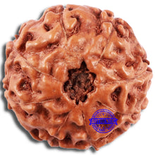 Load image into Gallery viewer, 8 Mukhi Rudraksha from Indonesia - Bead No. 3
