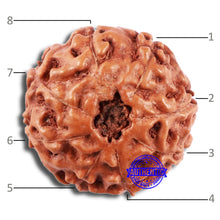 Load image into Gallery viewer, 8 Mukhi Rudraksha from Indonesia - Bead No. 3
