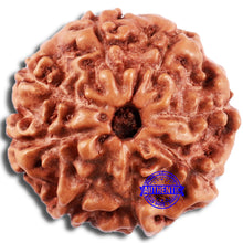 Load image into Gallery viewer, 8 Mukhi Rudraksha from Indonesia - Bead No. 3
