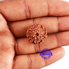 Load image into Gallery viewer, 8 Mukhi Rudraksha from Indonesia - Bead No. 3
