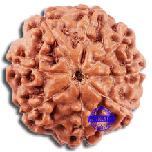 Load image into Gallery viewer, 8 Mukhi Rudraksha from Indonesia - Bead No. 5
