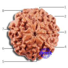 Load image into Gallery viewer, 8 Mukhi Rudraksha from Indonesia - Bead No. 5
