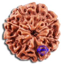 Load image into Gallery viewer, 8 Mukhi Rudraksha from Indonesia - Bead No. 5
