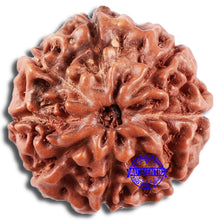 Load image into Gallery viewer, 8 Mukhi Rudraksha from Indonesia - Bead No. 6
