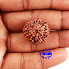 Load image into Gallery viewer, 8 Mukhi Rudraksha from Indonesia - Bead No. 6
