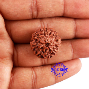 8 Mukhi Rudraksha from Indonesia - Bead No. 7