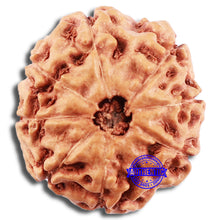 Load image into Gallery viewer, 8 Mukhi Rudraksha from Indonesia - Bead No. 8
