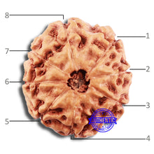 Load image into Gallery viewer, 8 Mukhi Rudraksha from Indonesia - Bead No. 8
