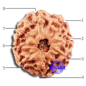 8 Mukhi Rudraksha from Indonesia - Bead No. 8