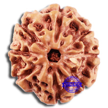 Load image into Gallery viewer, 8 Mukhi Rudraksha from Indonesia - Bead No. 8
