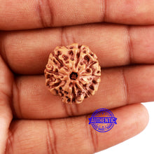 Load image into Gallery viewer, 8 Mukhi Rudraksha from Indonesia - Bead No. 8
