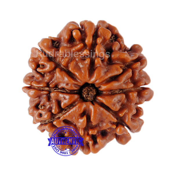 8 Mukhi Nepalese Rudraksha - Bead No. 82