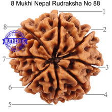 Load image into Gallery viewer, 8 Mukhi Nepalese Rudraksha - Bead No. 88
