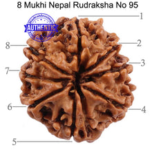 Load image into Gallery viewer, 8 Mukhi Nepalese Rudraksha - Bead No. 95
