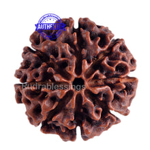 Load image into Gallery viewer, 8 Mukhi Hybrid Rudraksha - Bead No. 15
