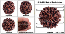 Load image into Gallery viewer, 8 Mukhi Hybrid Rudraksha - Bead No. 15
