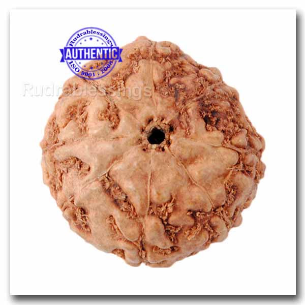 8 Mukhi Rudraksha from Indonesia - Bead No. 30