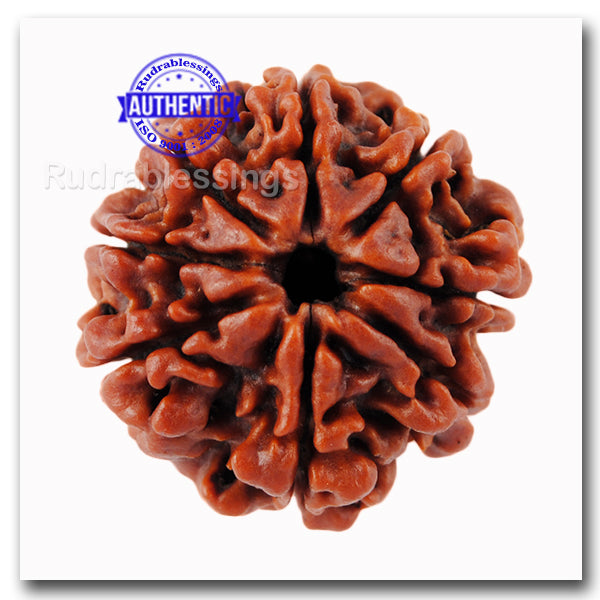 8 Mukhi Nepalese Rudraksha - Bead No. 30