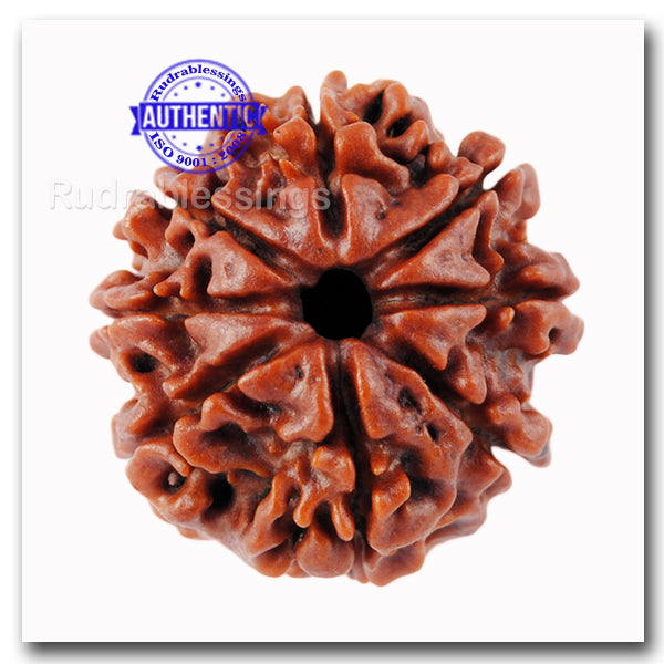 8 Mukhi Nepalese Rudraksha - Bead No. 31