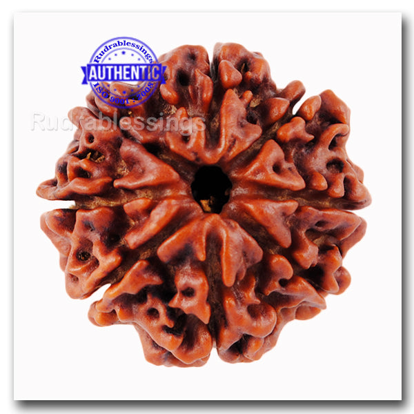 8 Mukhi Nepalese Rudraksha - Bead No. 32