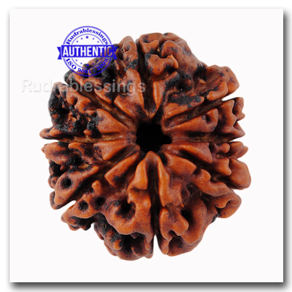 8 Mukhi Nepalese Rudraksha - Bead No. 36