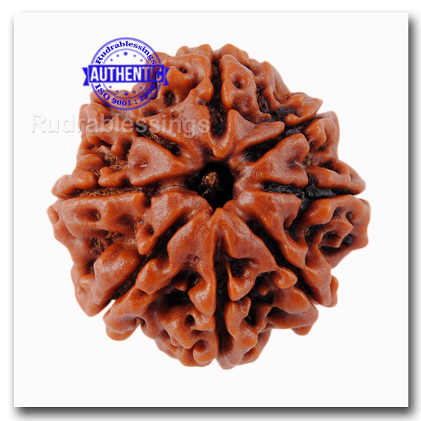 8 Mukhi Nepalese Rudraksha - Bead No. 37