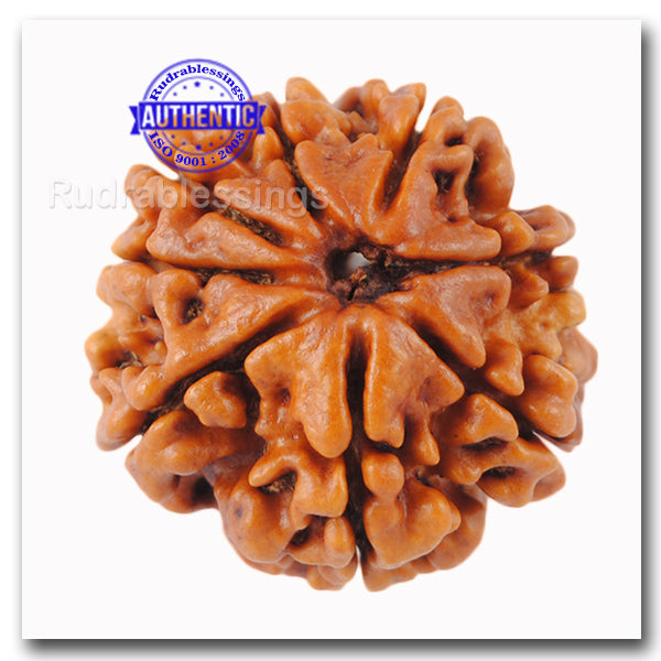 8 Mukhi Nepalese Rudraksha - Bead No. 38