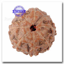 Load image into Gallery viewer, 8 Mukhi Indonesian Rudraksha - Bead No. 39
