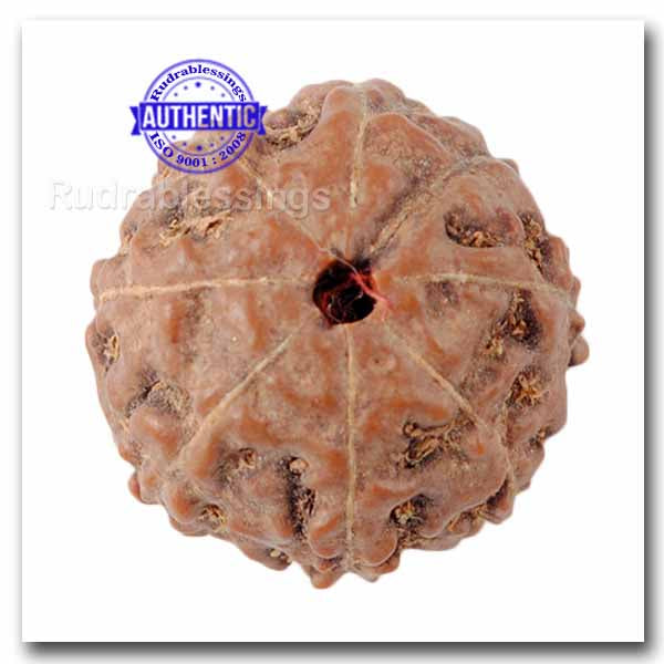 8 Mukhi Indonesian Rudraksha - Bead No. 39