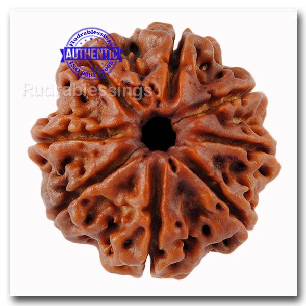 8 Mukhi Nepalese Rudraksha - Bead No. 39