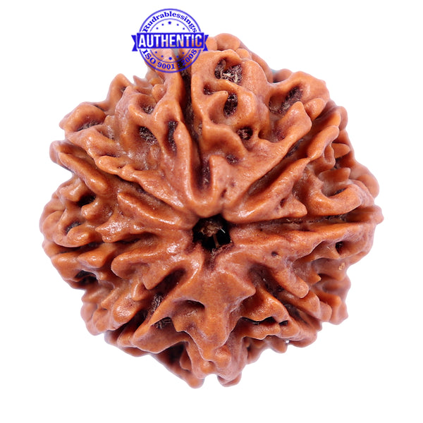 8 Mukhi Nepalese Rudraksha - Bead No. 39