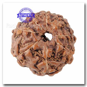 8 Mukhi Rudraksha from Indonesia - Bead No. 40