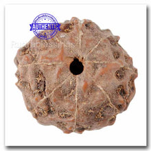 Load image into Gallery viewer, 8 Mukhi Rudraksha from Indonesia - Bead No. 41
