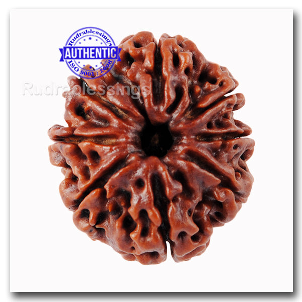 8 Mukhi Nepalese Rudraksha - Bead No. 41