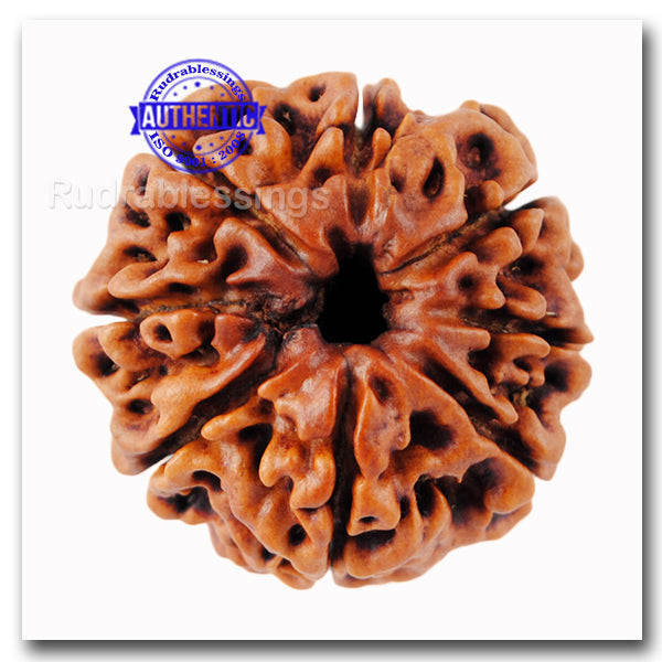 8 Mukhi Nepalese Rudraksha - Bead No. 43