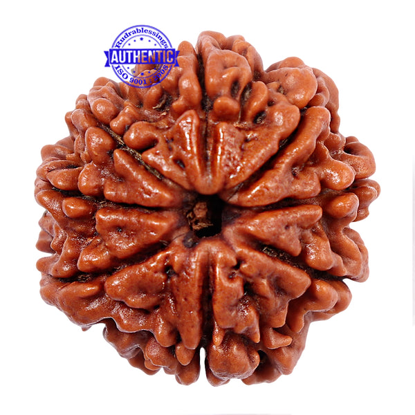 8 Mukhi Nepalese Rudraksha - Bead No. 45